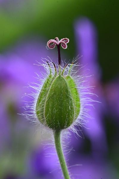 Foto: Werner Pietschmann Storchschnabel<br>(Geranium pratense)