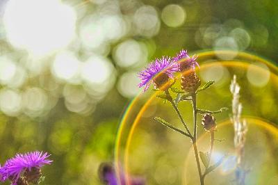 Foto: Werner Pietschmann Wiesen-Flockenblume (Centaurea jacea) im Gegenlicht
