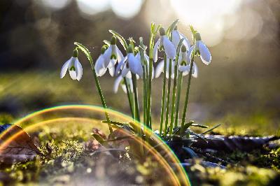 Foto: Werner Pietschmann Schneeglöckchen (Galanthus)