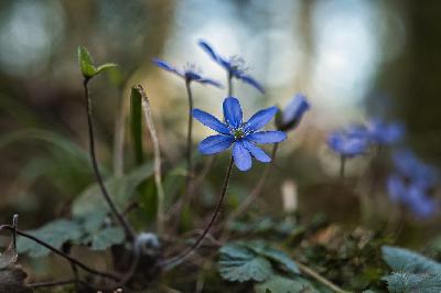 Foto: Werner Pietschmann Leberblümchen (Hepatica nobilis)