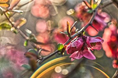 Foto: Werner Pietschmann Japanische Zierquitte (Chaenomeles japonica)