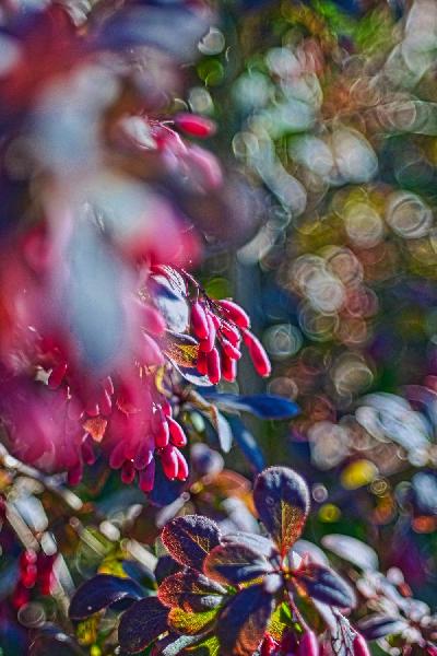 Foto: Werner Pietschmann Berberitze (Berberis vulgaris)