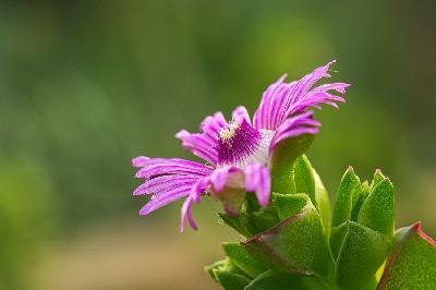 Foto: Werner Pietschmann Blüte einer Sukkulente