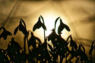 Foto: Werner Pietschmann Schneeglöckchen (Galanthus)