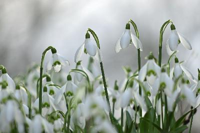 Foto: Werner Pietschmann Schneeglöckchen (Galanthus)