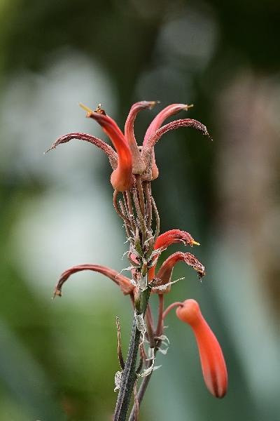 Foto: Werner Pietschmann Die Aloe maculata wird auch gefleckte Aloe oder Zebra-Aloe genannt