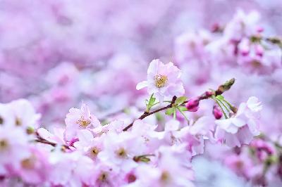 Foto: Werner Pietschmann Kirschblüten