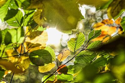 Foto: Werner Pietschmann Laub der Rotbuche (Fagus sylvatica) im Gegenlicht