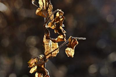 Foto: Werner Pietschmann Goldenes Herbstlaub