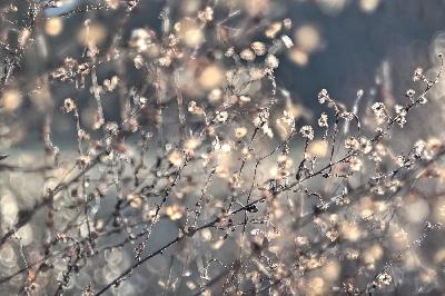 Foto: Werner Pietschmann Herbstaster (Symphyotrichum)