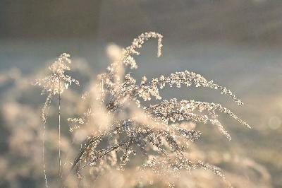 Foto: Werner Pietschmann Goldrute (Solidago)