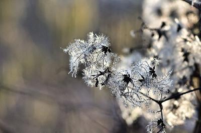 Foto: Werner Pietschmann Gewöhnliche Waldrebe (Clematis vitalba)