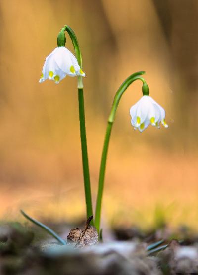 Foto: Werner Pietschmann Märzenbecher (Leucojum vernum)