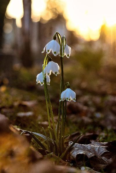 Foto: Werner Pietschmann Die Frühlingsknotenblume (Leucojum vernum) wird auch Märzenbecher, Märzbecher, Märzglöckchen oder Großes Schneeglöckchen genannt.
