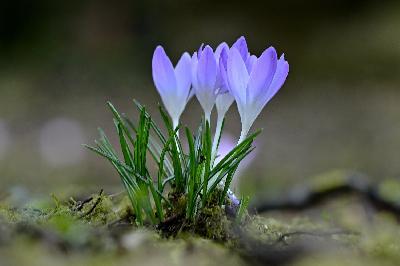 Foto: Werner Pietschmann Krokus (Crocus vernus)
