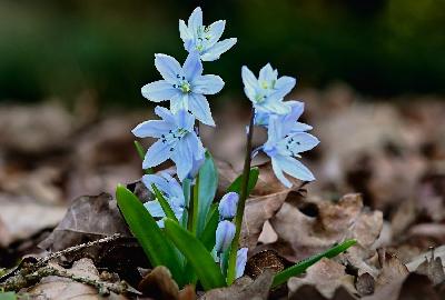 Foto: Werner Pietschmann Blaustern (Scilla)
