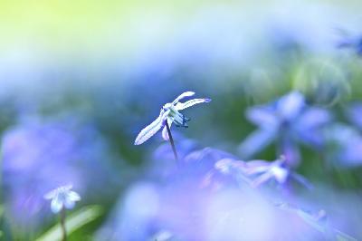 Foto: Werner Pietschmann Blaustern (Scilla)