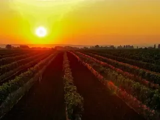 Sonnenuntergang über den Weingärten im Seewinkel