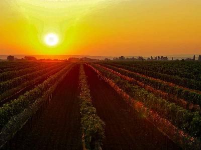 Foto: Werner Pietschmann Sonnenuntergang über den Weingärten im Seewinkel