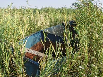 Foto: Werner Pietschmann Fischerboot im Schilfgürtel des Neusiedler Sees