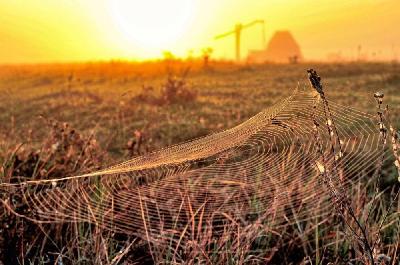 Foto: Werner Pietschmann Morgens, wenn die Luft noch feucht ist, sind die Spinnennnetze des Altweibersommers besonders gut zu sehen.