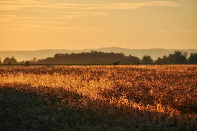 Foto: Werner Pietschmann Graslandschaft im Neubruch