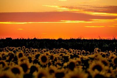 Foto: Werner Pietschmann Sonnenblumenfeld im Seewinkel