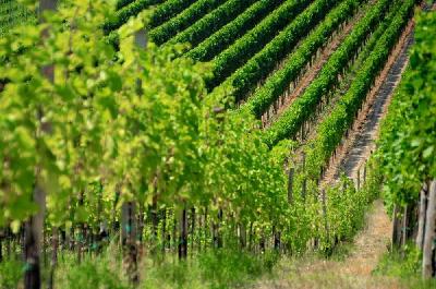 Foto: Werner Pietschmann Die langen Reihen der Weinreben verleihen der Landschaft oft eine interessante Linienführung.