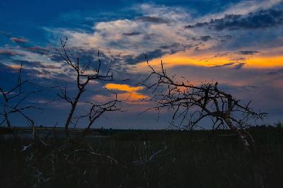 Foto: Werner Pietschmann Vertrocknete Bäume im Nationalpark Neusiedler See - Seewinkel