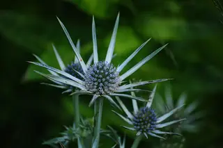Alpen-Mannstreu (Eryngium alpinum)