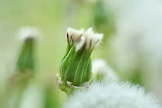 Foto: Werner Pietschmann Gewöhnlicher Löwenzahn (Taraxacum ruderalia)