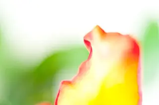 Foto: Werner Pietschmann Blütenblatt einer Tulpe