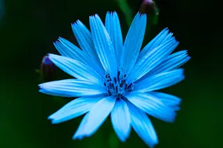Foto: Werner Pietschmann Gewöhnlichen Wegwarte (Cichorium intybus)