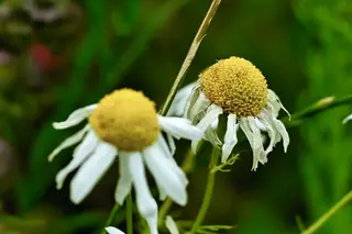Foto: Werner Pietschmann Margerite (Leucanthemum)