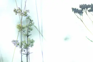 Wiesen-Kerbel (Anthriscus sylvestris)