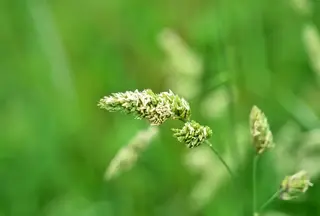 Gewöhnliches Knäuelgras (Dactylis glomerata), auch Wiesen-Knäuelgras oder Knaulgras.