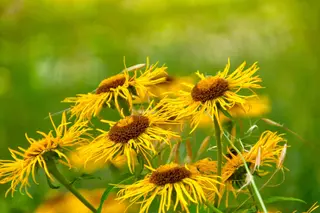Foto: Werner Pietschmann Echter Alant (Inula helenium)