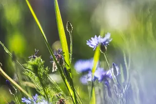 Foto: Werner Pietschmann Kornblume (Centaurea cyanus)