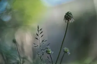 Gräser