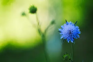 Foto: Werner Pietschmann Acker-Witwenblume (Knautia arvensis)