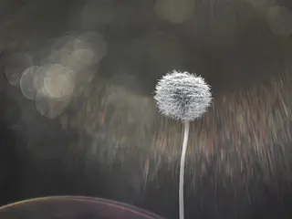 Foto: Werner Pietschmann Gewöhnlicher Löwenzahn (Taraxacum ruderalia)