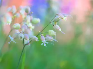 Foto: Werner Pietschmann Taubenkropf-Leimkraut (Silene vulgaris)