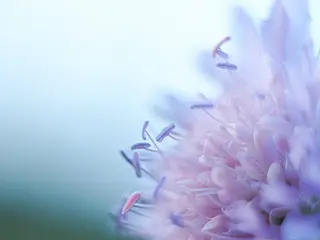 Foto: Werner Pietschmann Blumendetail