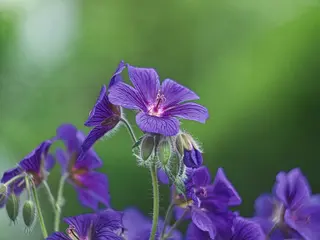 Foto: Werner Pietschmann Storchschnabel (Geranium pratense)