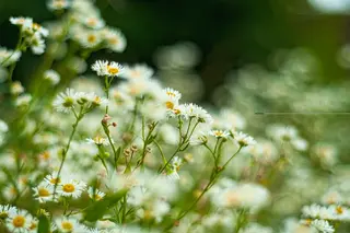 Foto: Werner Pietschmann Einjähriges Berufkraut (Erigeron annuus)
