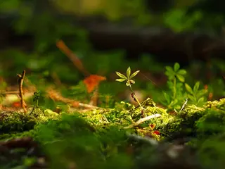 Foto: Werner Pietschmann Waldmeister (Galium odoratum)