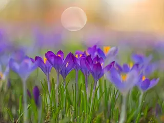 Foto: Werner Pietschmann Krokus (Crocus vernus)