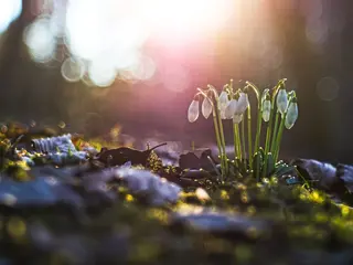Foto: Werner Pietschmann Schneeglöckchen (Galanthus)