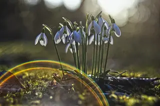 Foto: Werner Pietschmann Schneeglöckchen (Galanthus)