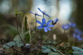 Foto: Werner Pietschmann Leberblümchen (Hepatica nobilis)